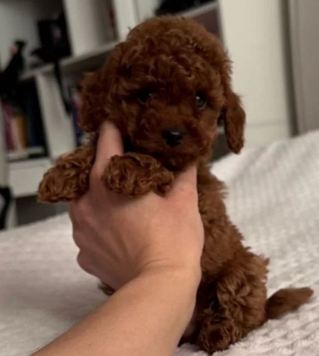 Хлопець.насичений колір, той пудель