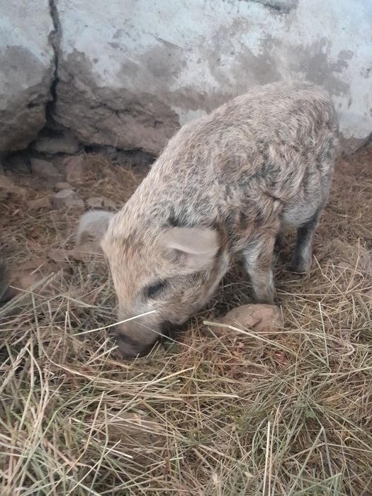 Порясята мангалиця ,ризного вику ...
