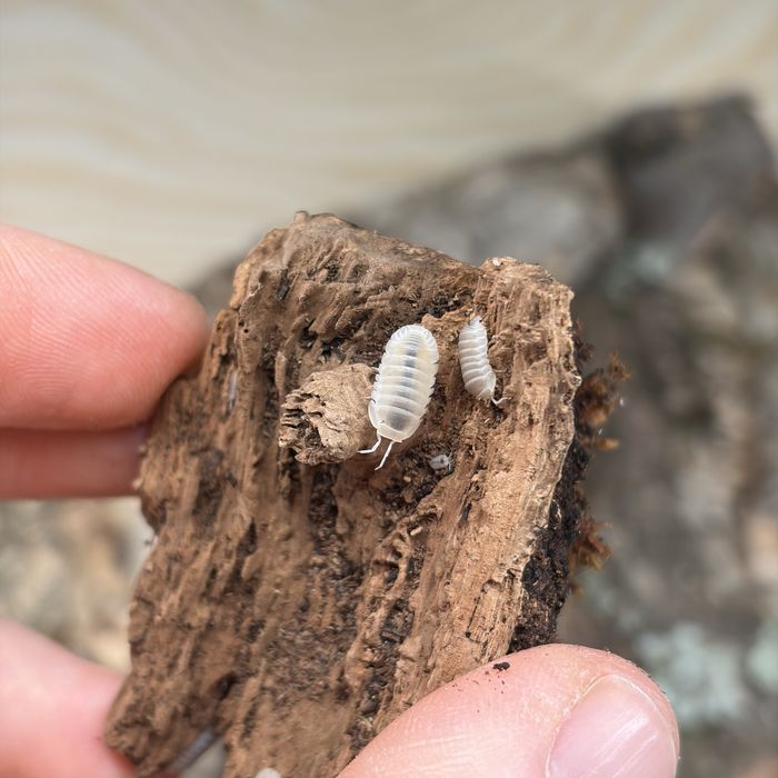 Isopody Cubaris murina Glacier równonogi, ekipa sprzatajaca terrarium
