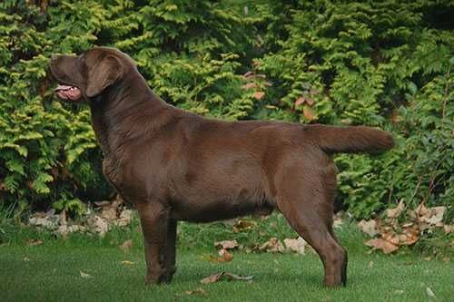 Labrador Retriever szczenie z rodowodem ZKwP, FCI Badania Genetyczne