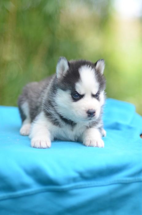 Щенки сибирский хаски.  КСУ