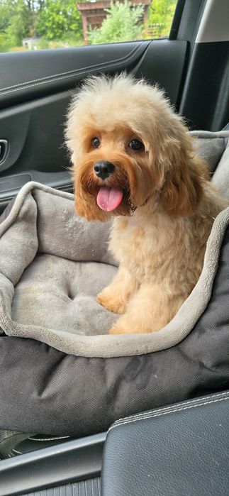 Cavapoo/ dziewczynka