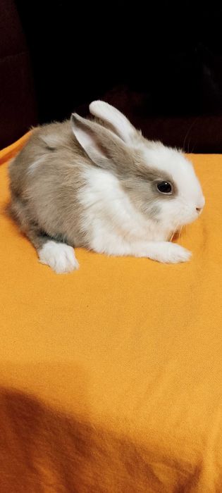 Króliczki miniaturki