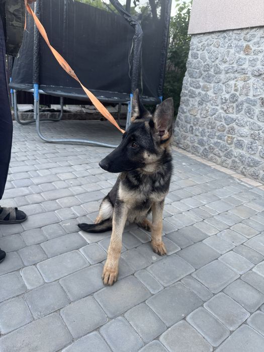 Німецька вівчарка