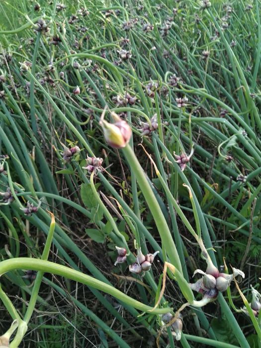 Багатоярусна цибуля для посадки 100 грам многоярусный лук