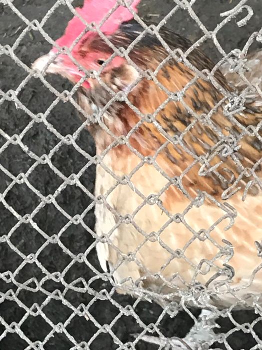 Інкубаційні яйця