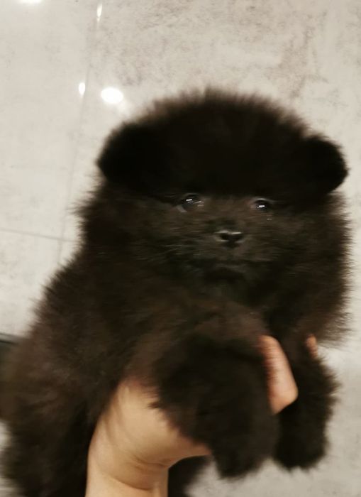 Pomeranian Szpic miniaturowy Suczka