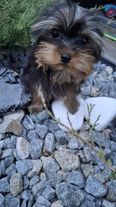 Йоркширский терьер щенки мини