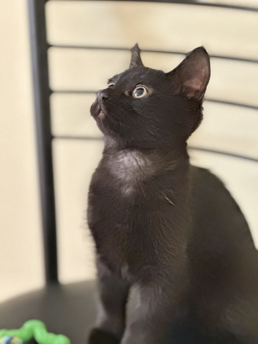 Два курносики котики