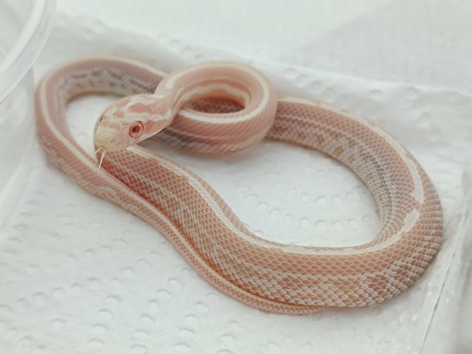 Wąż zbożowy / Odmiana: Snow Tessera Redfactor (poss Super RF) ph. 66% Motley/Stripe / Samica / ID: K5