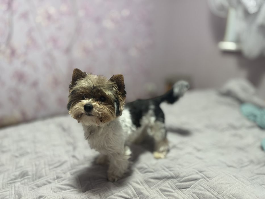 Вязка Хлопчик Бівер Йорк 2,5 роки, вага 2700/середній.Документів немає