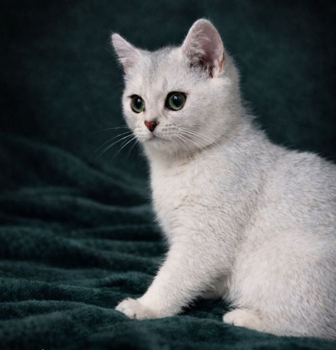 maluszek o jasnym luksusowym umaszczeniu.