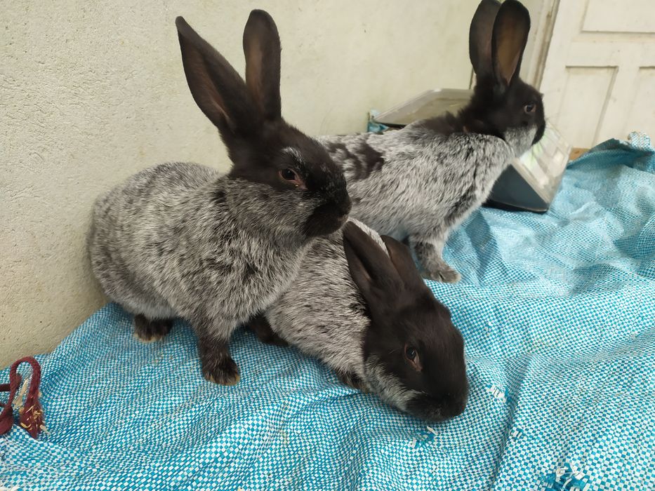 Продаю кролі Полтавське срібло