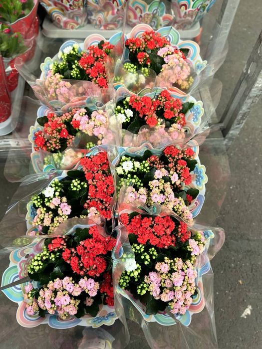 Гаультерія,азалія,шефлера,кипарис,дендр,каланхоє,спатифілум,ялинка