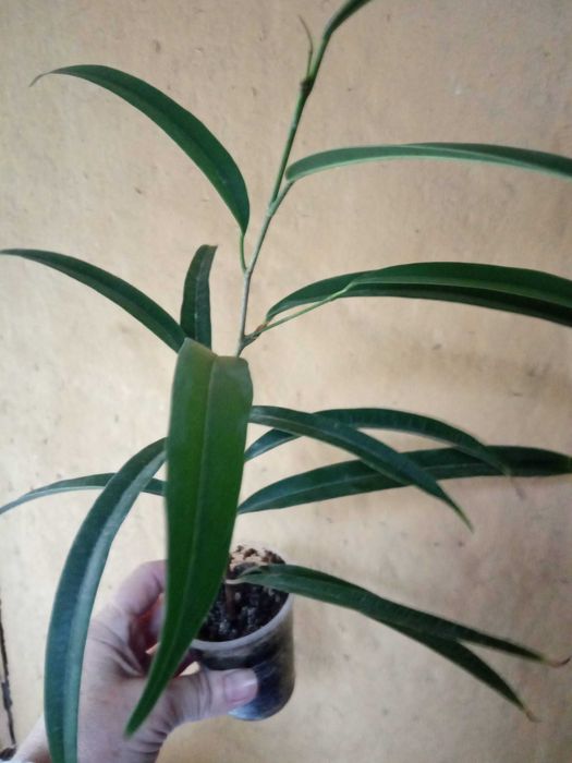 Фикус  Али, черенок