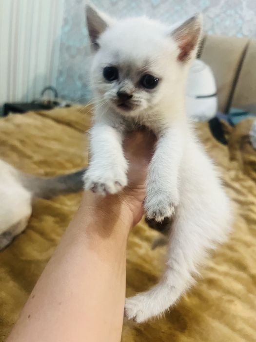 Продам Кошенята Блю поінт шотланскі