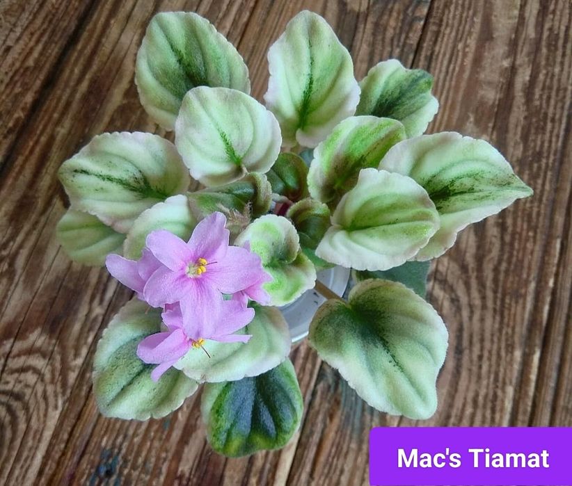 Фиалки детки, стартеры