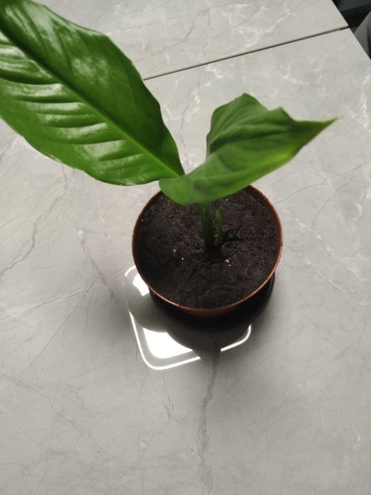 Спатіфіліум жіноче щастя