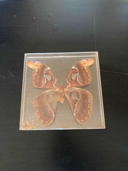 Borboletas verdadeiras Coleção