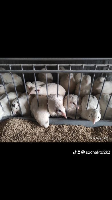 Jajka lęgowe przepiórcze japońska