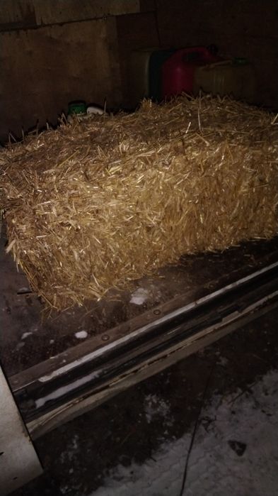 Продам солому в тюках сіно сено в тюках люцерка солома для мульчи: 100 ...