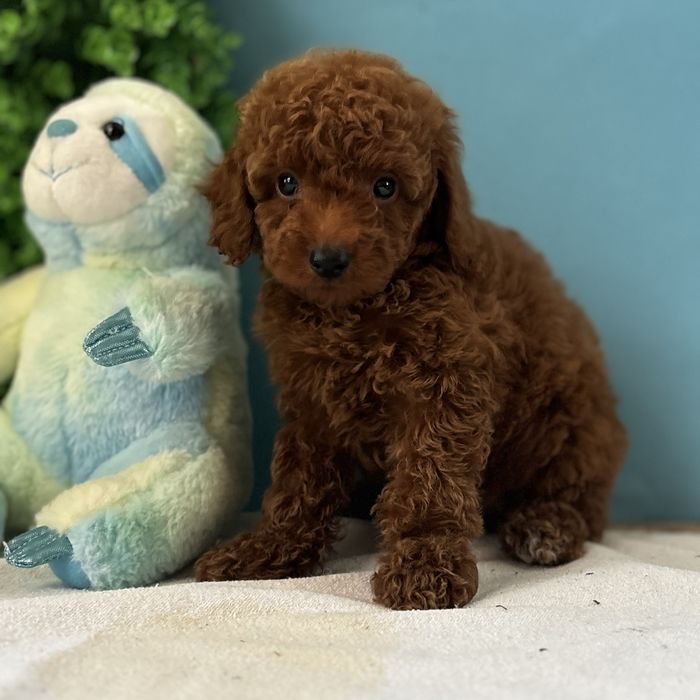 ляльковий хлопчик у забарвленні Red Braun