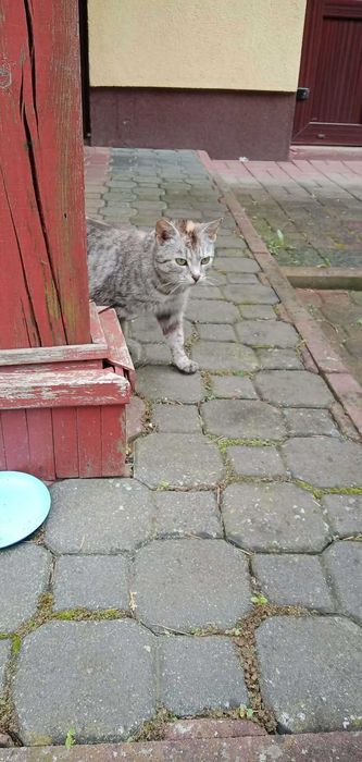 Pilnie szukamy nowego domu