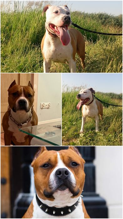 American Staffordshire Terrier