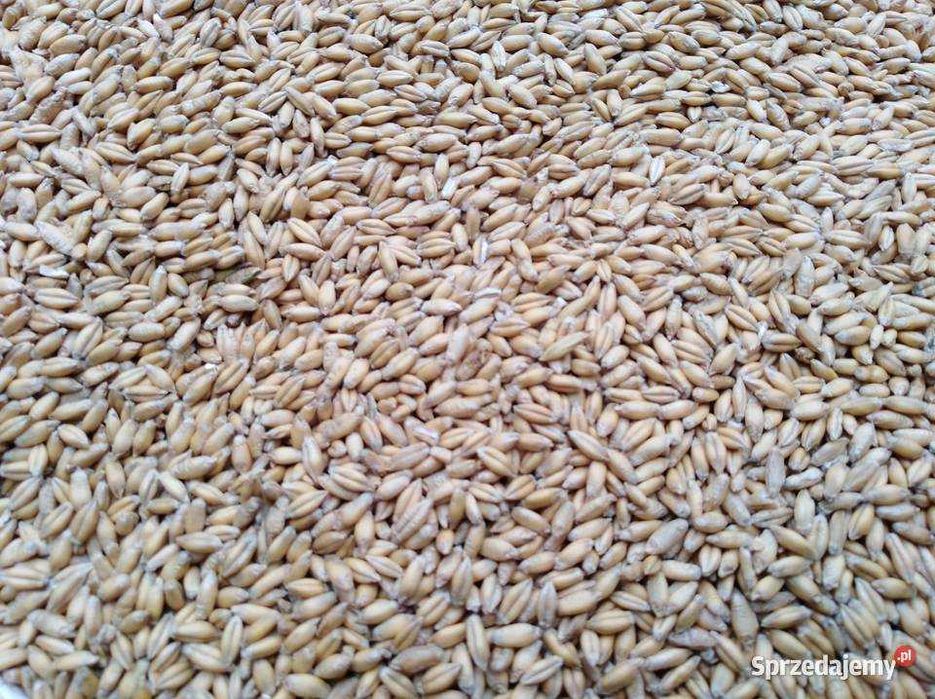 Sprzedam pszenżyto