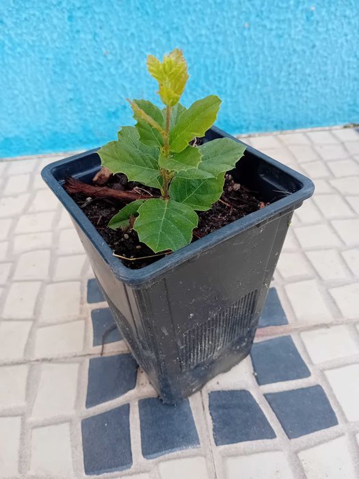 Sobreiro em vaso