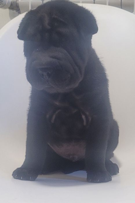 Sharpei macho bebé