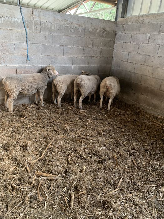 Ovelhas ille france com 3 anos e sao 4 com B4 cobertas de  carneiro ille france