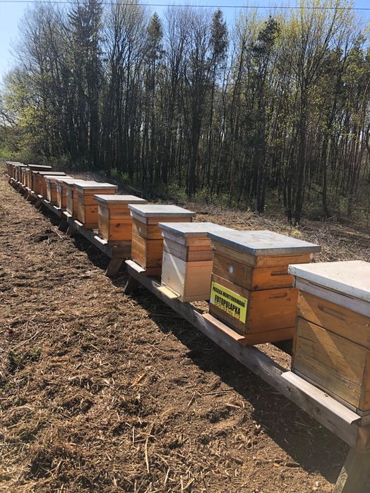 Przezimowane rodziny pszczele