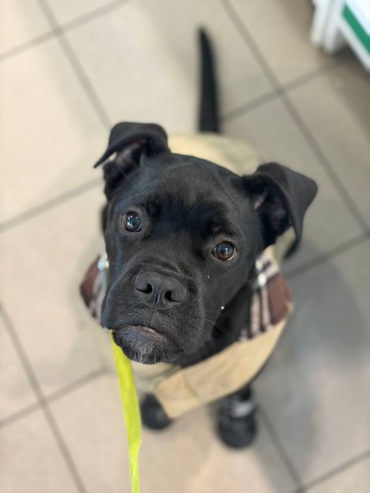 Грайливе цуценя Кане-корсо