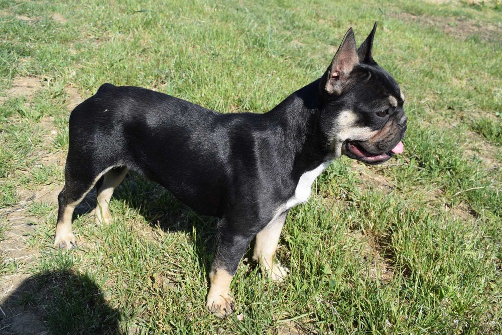 Buldog francuski szczenię - piesek