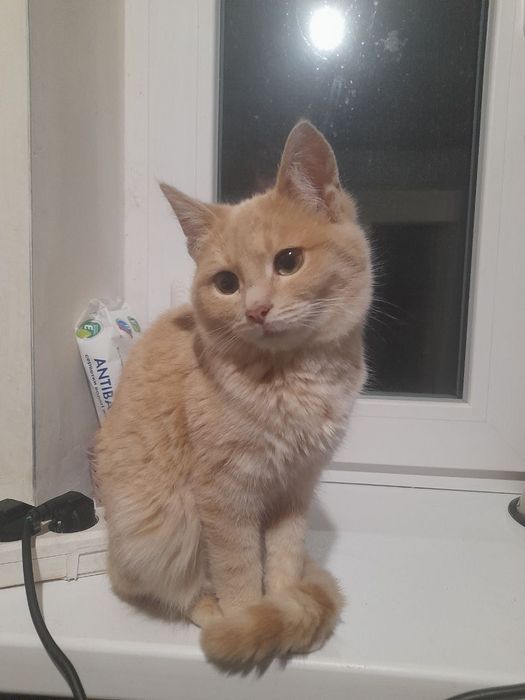 Котята отдам котенок мальчик