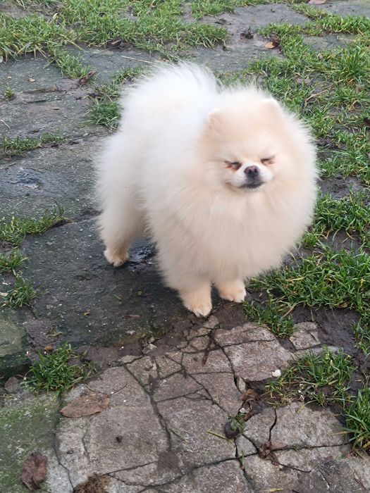 Померанський шпіц