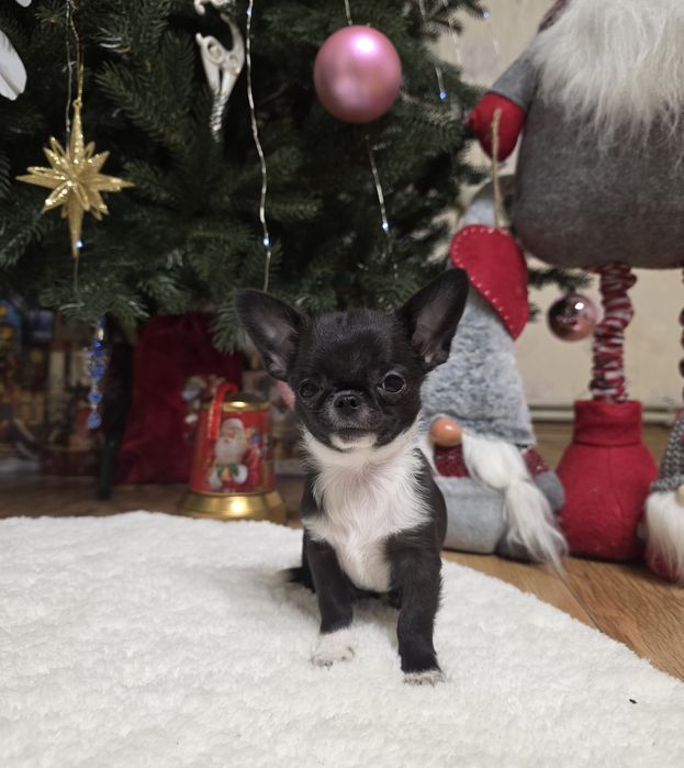 Фантастичні міні чихуахуа.