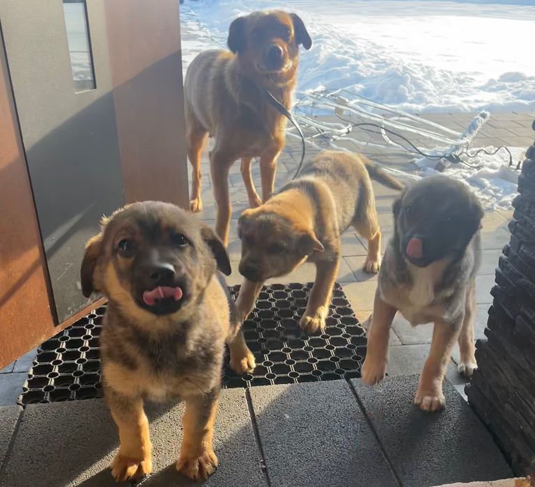 Oddam trzymiesięczne suczki