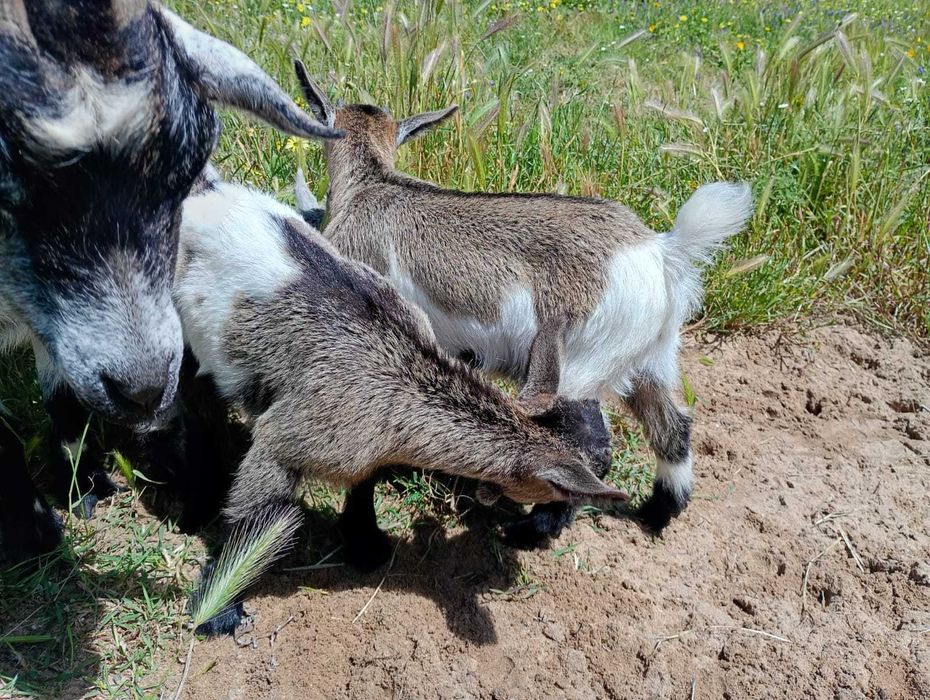Cabras anãs meiguinhas e mansas