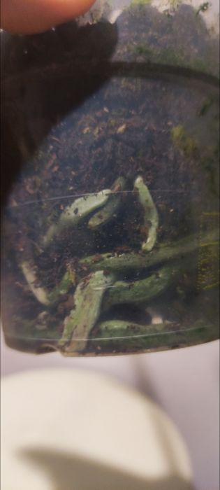 Орхідея а-ля Розетта