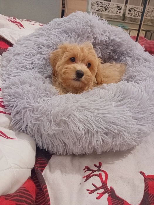 Maltipoo, maltańczyk, pudelek toy ,piesek rezerwacja k