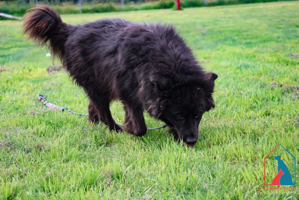 Kochany kudłacz z białą krawatką - patrzy z taką miłością w oczy