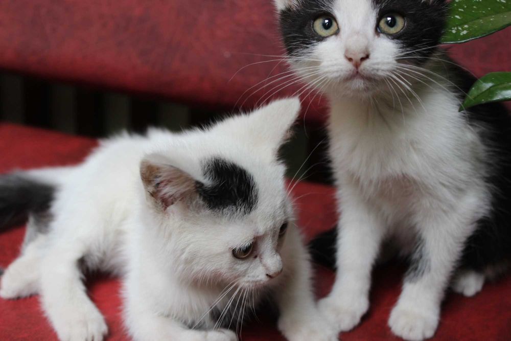 Кошенята у добрі руки