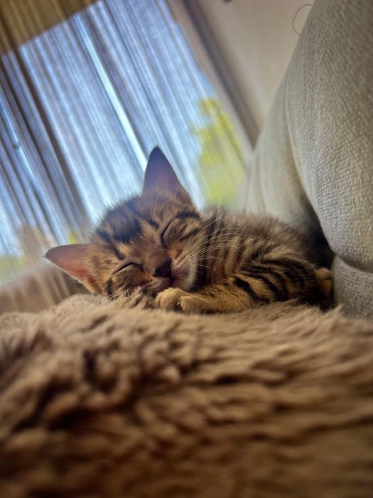 Duas gatas bebes para adoção conjunta