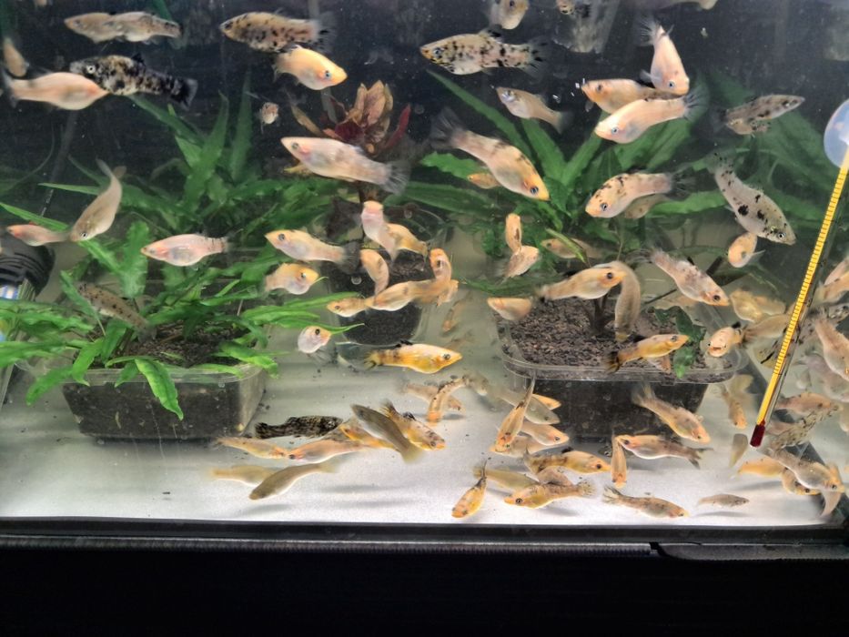 Sprzedam molinezje molinezja nakrapiana srebrna złota