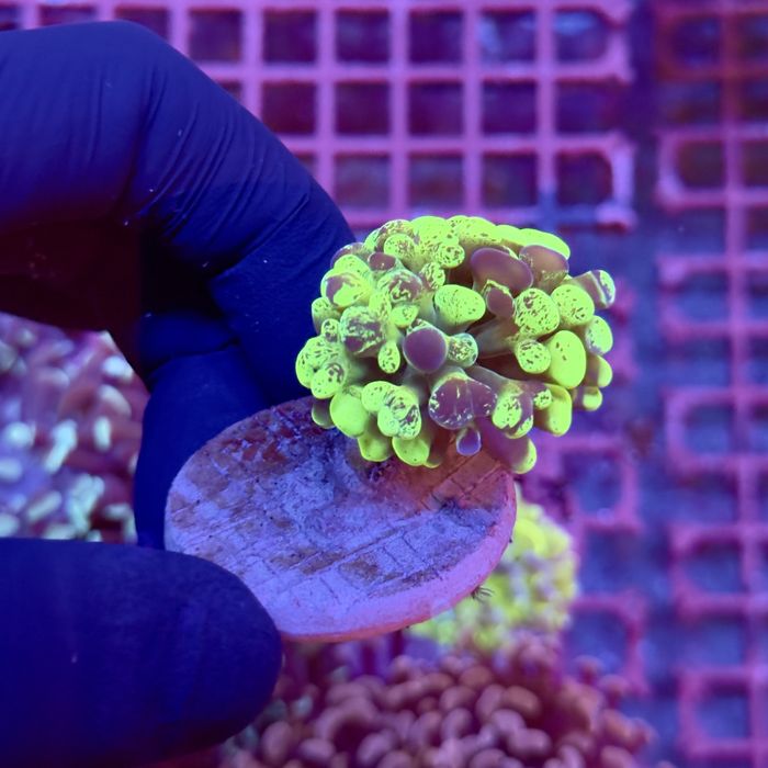 Euphyllia Paraancora Grafted Akwarium morskie