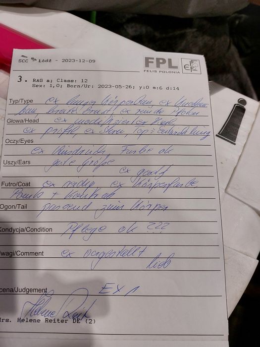 JCH Czak ll  kocureki.FPL/Fife .