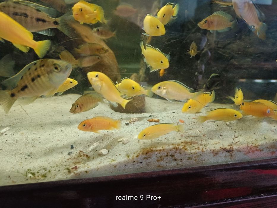 Labidochromis caeruleus