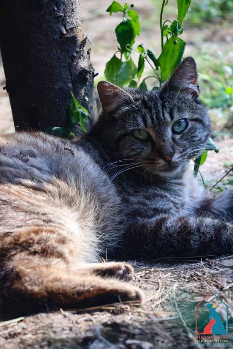 Zono 139/25 - SZUKA DOMU!